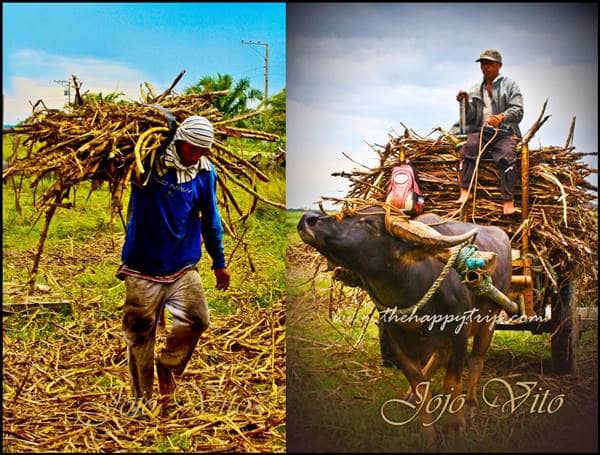 sagay sugarcane workers