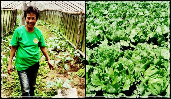 IS YOUR SALAD GAP CERTIFIED?