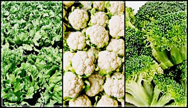 IS YOUR SALAD GAP CERTIFIED?